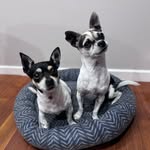 Pepper and Dwight - @pepper.dwight - Instagram