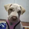 dwightpotter - @dwightty.2022 - TikTok