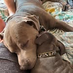 Dwight & Power - @dwightandpower - Instagram