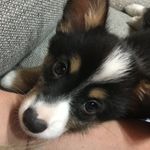 Dwight Schrute Purcell - @dwightschrute_corgi - Instagram