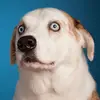 weratedogs - @weratedogs - TikTok