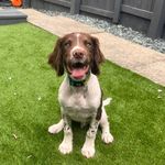 Dwight - @dwight.thespringer - Instagram