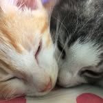 Dwight and Stanley - @dwightandstan - Instagram
