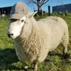 dwightswainson - @dwightswainson - TikTok