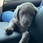 @dwight_hunter_of_house_swift - Instagram