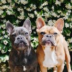 dwight & tater tot - @dwight.n.tatertot - Instagram