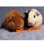 Dwight-TheGuineaPig - @dwight_and_tater - Instagram