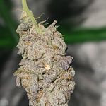 Dylan James Berger - @canadian_cultivation_ - Instagram