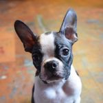 Dylan Oliveira - @dylan_oboston - Instagram