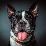 Dylan The Boston - @dylantheboston - Instagram