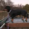 Dylan72#1821🦆🦌 - @dylanbowles6 - TikTok