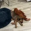 Dylan - @dylan.calderon_ - TikTok