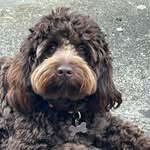 Dylan. Cockapoo. Lover of life. Cambridge, UK. - @dylan__cockapoo_puppy - Instagram