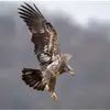 Dylan  🦅 - @dylancardona44 - TikTok