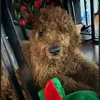 Dylan Cardona - @dylan.cardona95 - TikTok