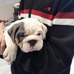 Dylan Carson - @dylan.carson.984 - Instagram