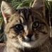 Dylan Charlton - Facebook