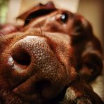 Dylan Colley - @dylancolley5 - Instagram