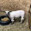 Dylan Cornell - @dylan_cornell1 - TikTok
