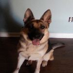 dylan crenshaw - @ddog862 - Instagram