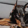 Dylan Crew - @thorthedoberman - TikTok