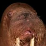 Dylan Crew's - @walrus_crews - Instagram