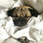 dylan doughty - @pug_boi - Instagram