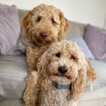 Dylan & Dudley - @dylan_and_dudley_doodles - Instagram