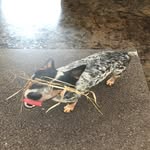 Dylan Fix - @puppydogmoss - Instagram
