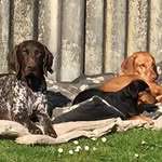 Dylan, Boris And Fritz - @mine_and_potentially_your_dogs - Instagram