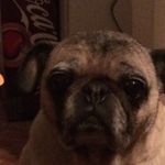 Dylan Funk - @pug_life4444 - Instagram