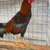 Dylan gallegos - @gallegos.gamefarm2 - TikTok