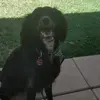 Dylan Gapps - @dylan.gapps - TikTok