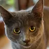 DYLAN - @ilgattodylan - TikTok