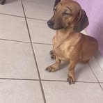 Dylan German Ruiz Pacheco - Facebook