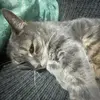 dyln 🐱 - @dylangoingcrazyy - TikTok