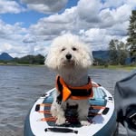 Dylan楓狗正🍁🇨🇦 - @dylan_goodies - Instagram