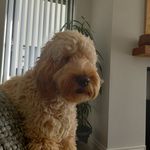 Dylan heaney - @dylan_heaney1 - Instagram