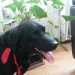 honden!!! - @dylan_heinsmann - Instagram