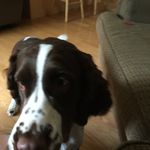 Dylanheller/pugs - @dylanhellerpugs - Instagram