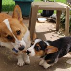 Dylan Corgitude and Hendrix Tude II - Facebook