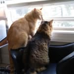 Dylan hickman - @max_mars_thecats - Instagram