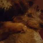 dylan hodgson - @dylan_hodgson_2009 - Instagram