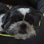 Dylan Horner - @dylan_the_shih_tzu - Instagram