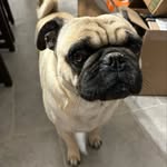 Dylan Housley - @dylanspugisbetter - Instagram