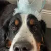 Dylan joyce - @dylan.joyce3 - TikTok