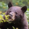 Dylan Kelsch - @dylan.kelsch - TikTok