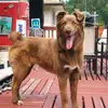 i love dogs - @dylan.kingwell3 - TikTok