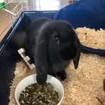 Dylan Koch Haa - @the_bunny_dylan - Instagram