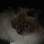 Dylan Kumar - @freddy_dylan10 - Instagram